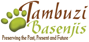 Basenji - Tambuzi Basenji Breeder